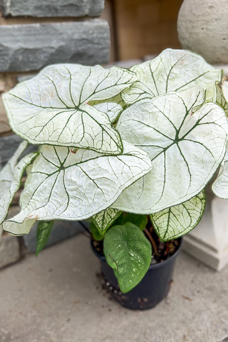 Annuals for EOS Sale - Excludes Fall annuals