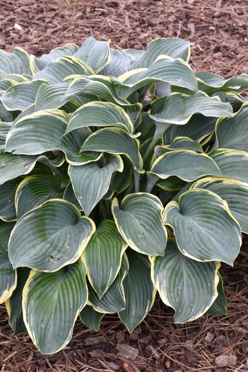 Perennials ON SALE
